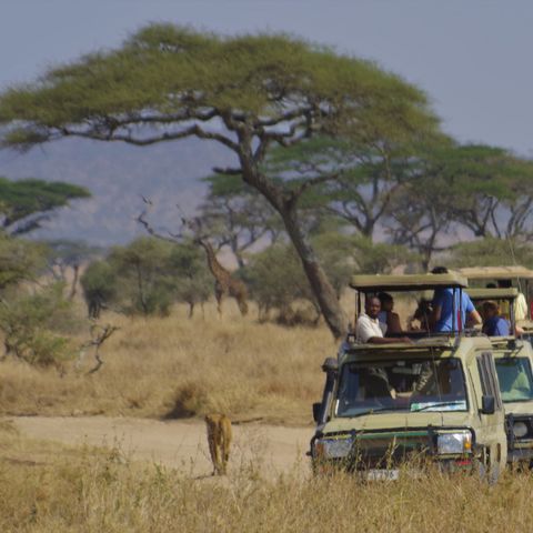 Leeuwen spotten op safari in Tanzania