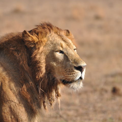 Afbeelding omschrijving