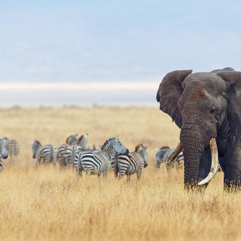 Op de savanne van Tanzania