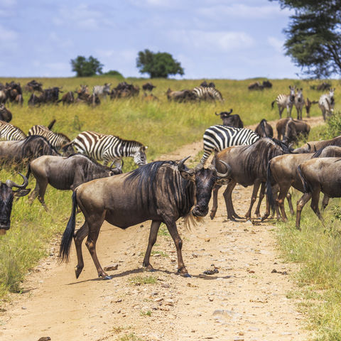 Afbeelding omschrijving