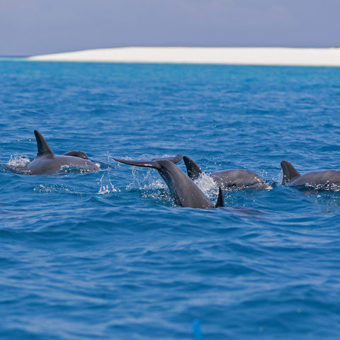 Afbeelding omschrijving