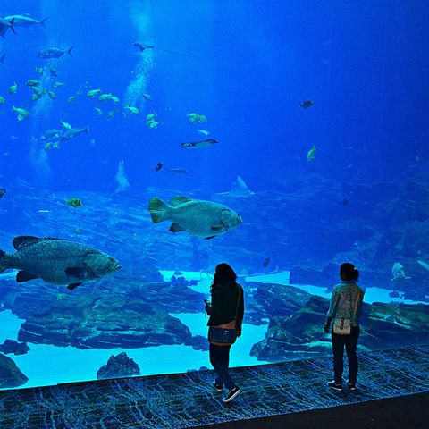 Afbeelding omschrijving