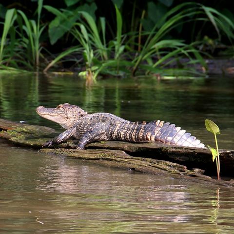 Afbeelding omschrijving