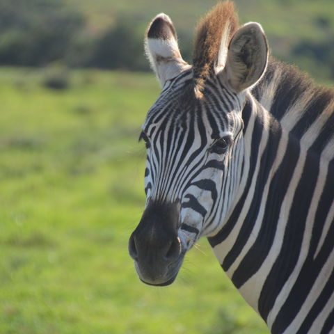 Afbeelding omschrijving