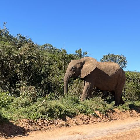 Afbeelding omschrijving
