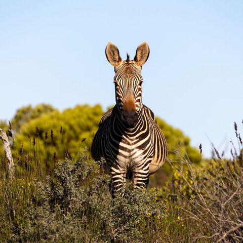 Afbeelding omschrijving