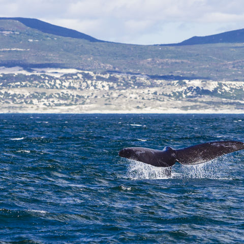 Afbeelding omschrijving