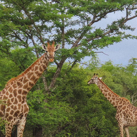 Afbeelding omschrijving