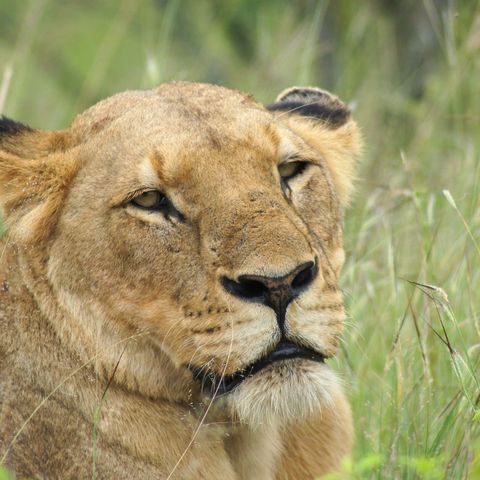 Afbeelding omschrijving