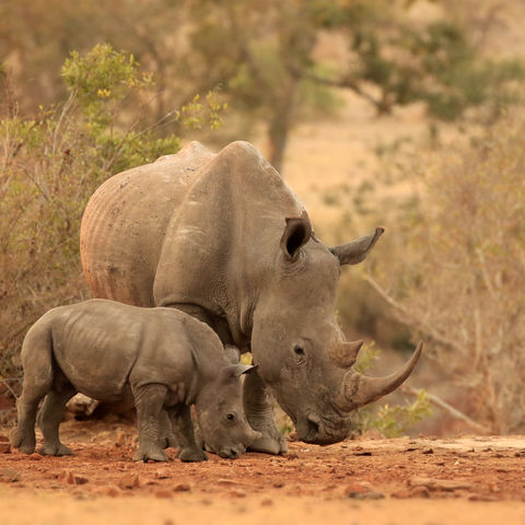 Neushoorns in het Krugerpark