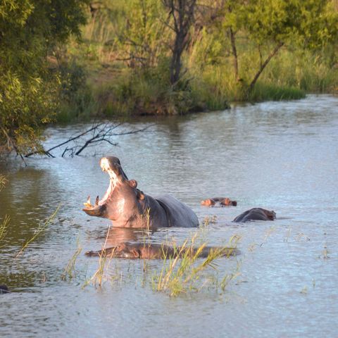 Mabula Private Game Reserve