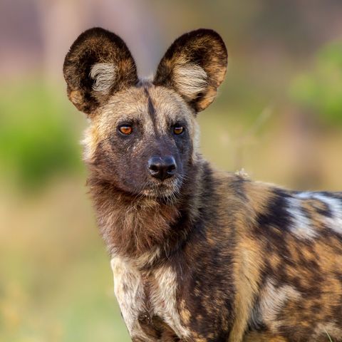 Afbeelding omschrijving
