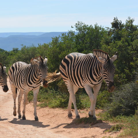 Afbeelding omschrijving