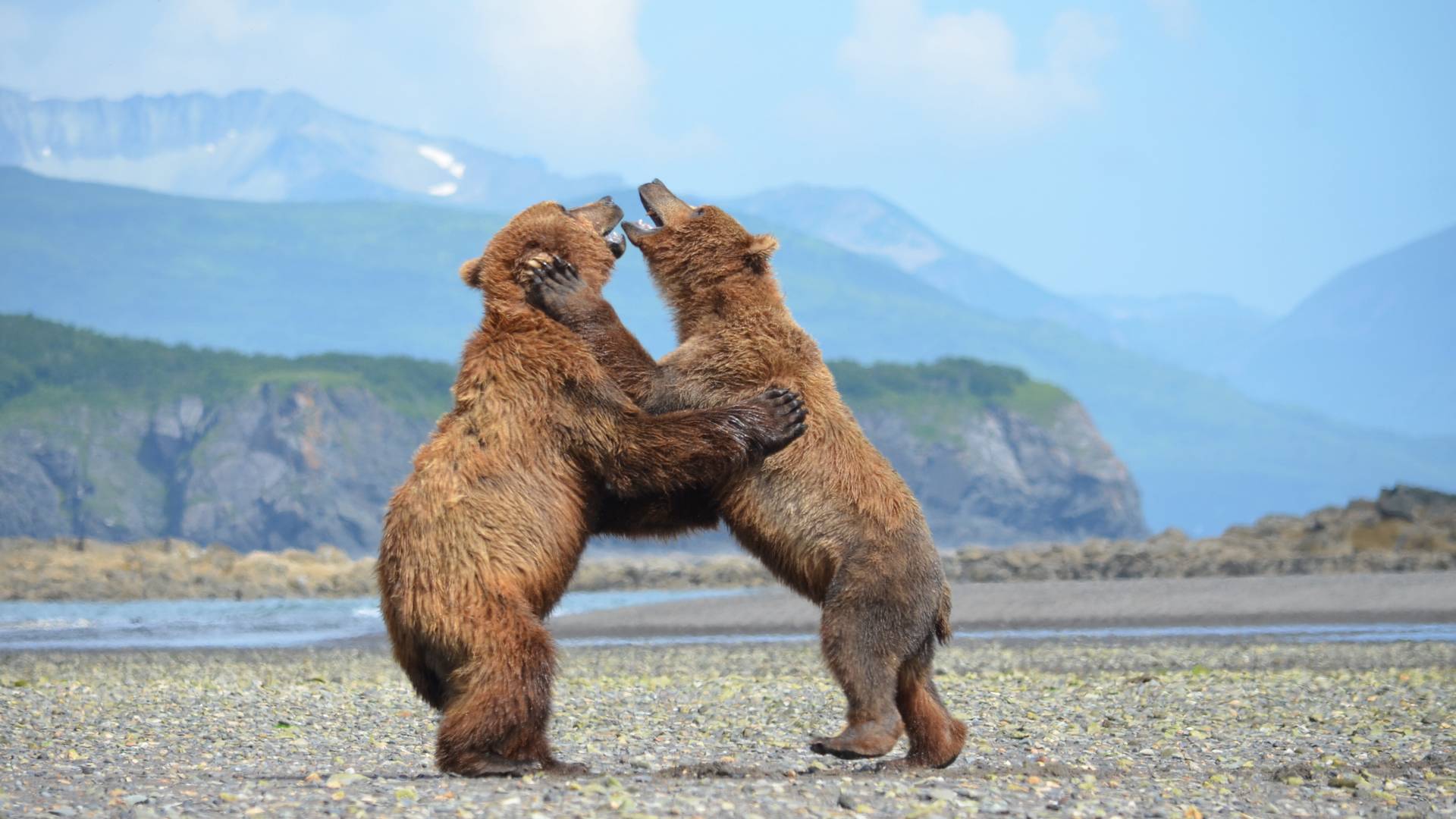 Beren in Alaska