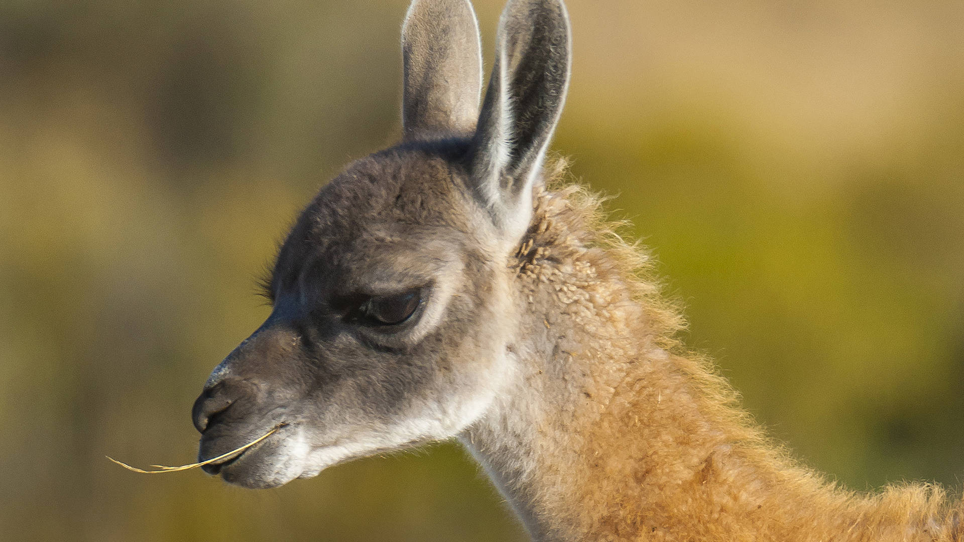 Guanaco in Argentinië