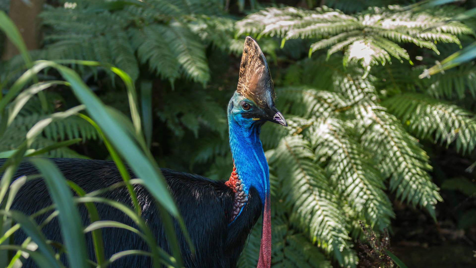 Kasuaris in het Daintree regenwoud in Australië