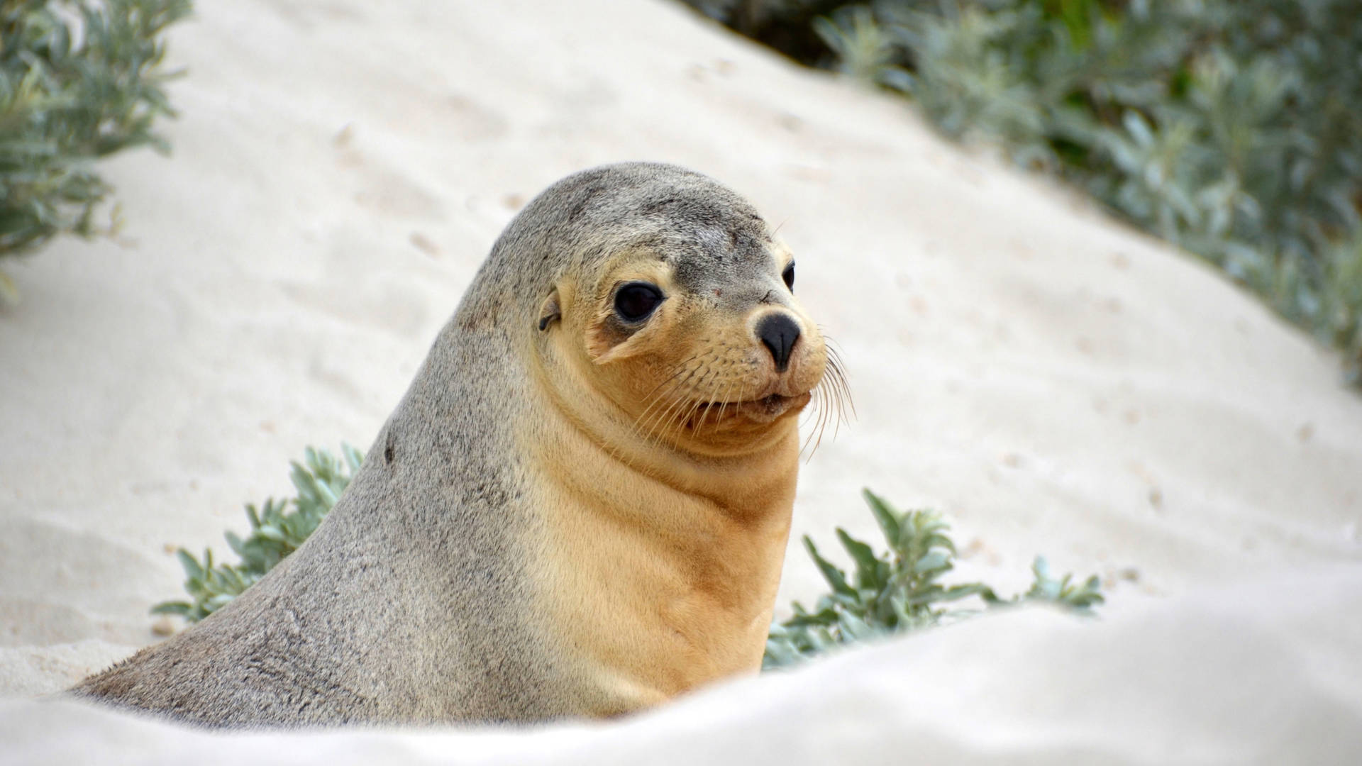 Seal Bay, Kangaroo Island