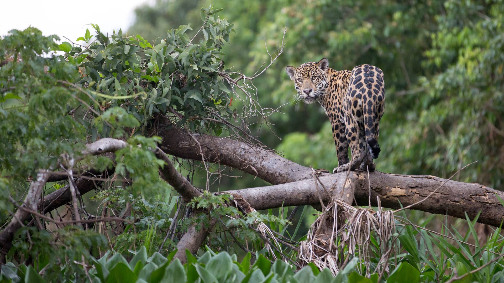 Jaguar in het Pantanal