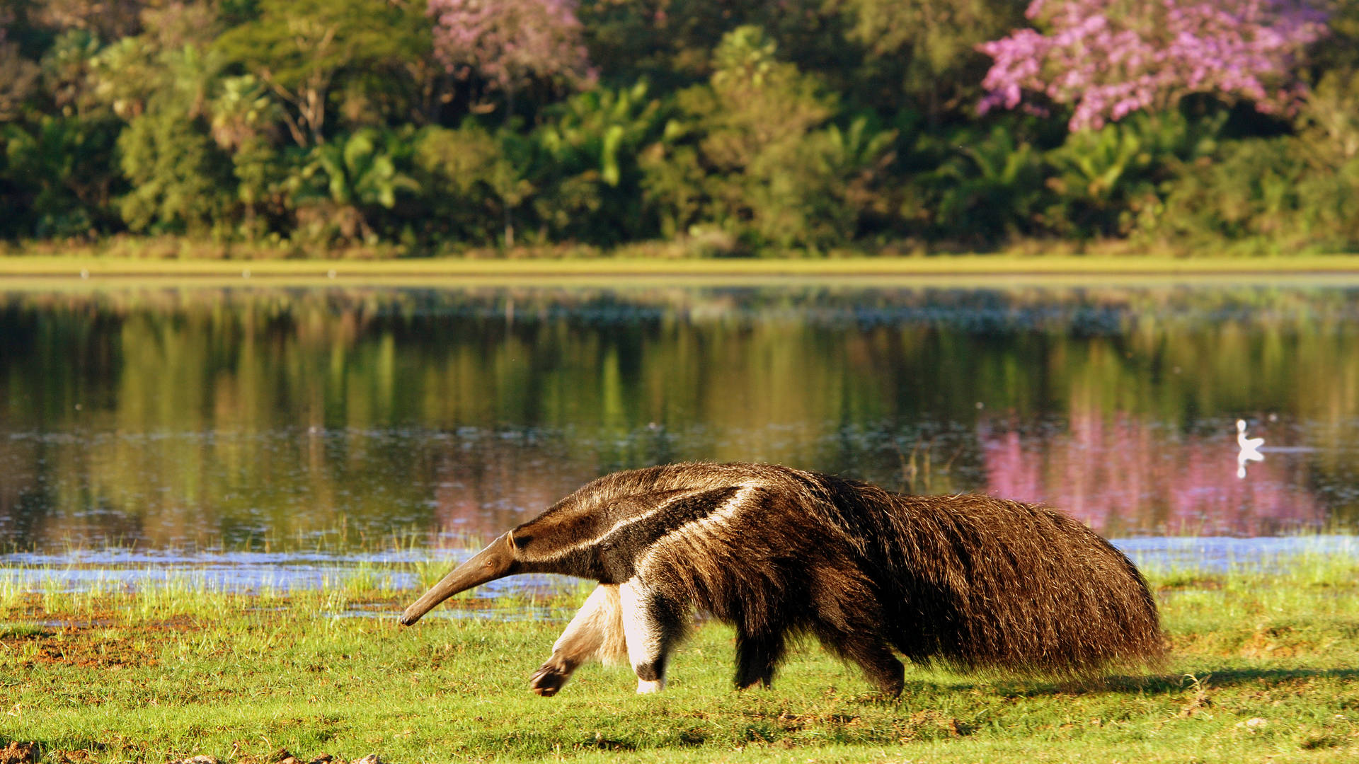 Reuzenmiereneter in de Pantanal