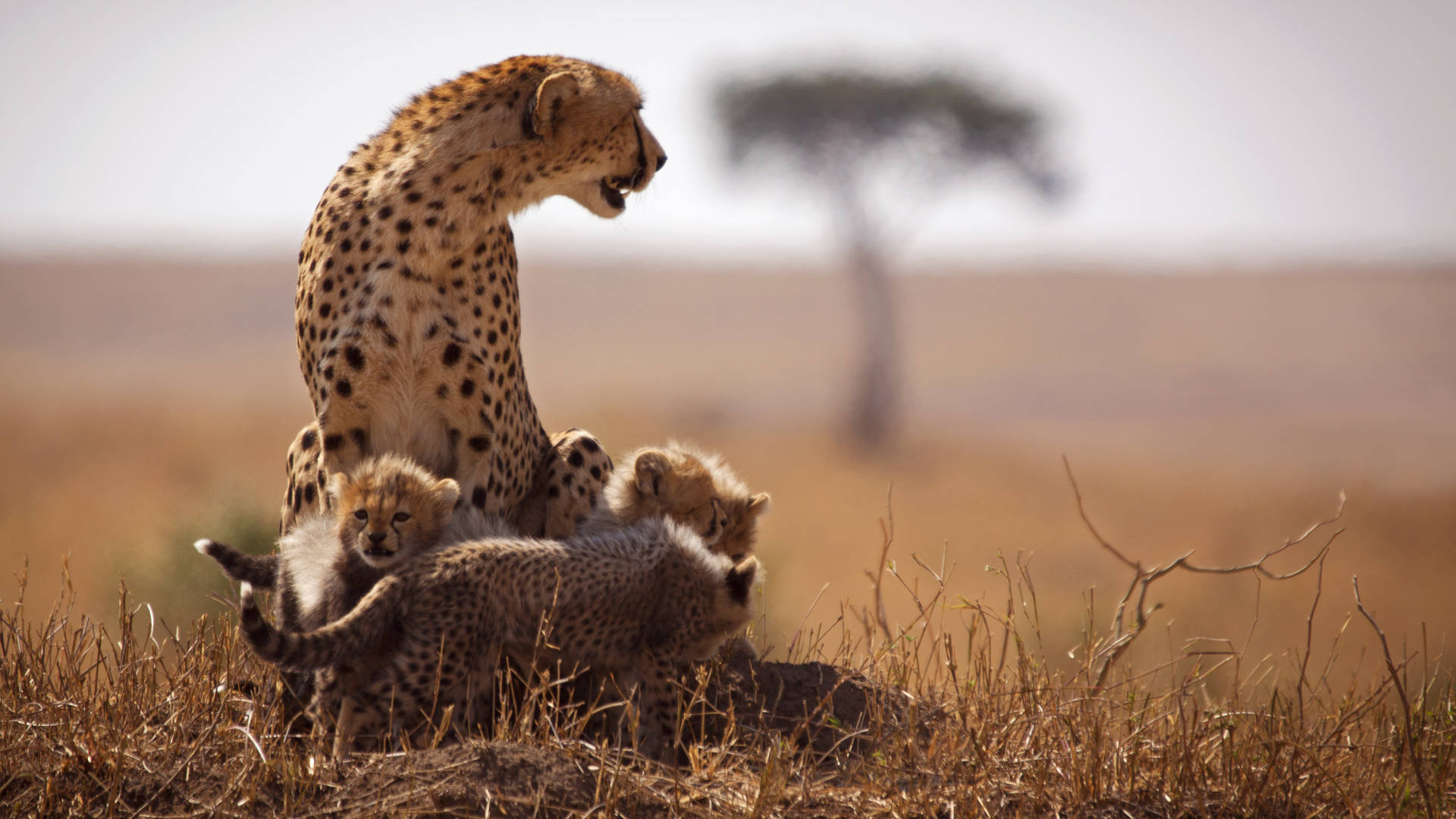 Cheeta met jongen in Tanzania