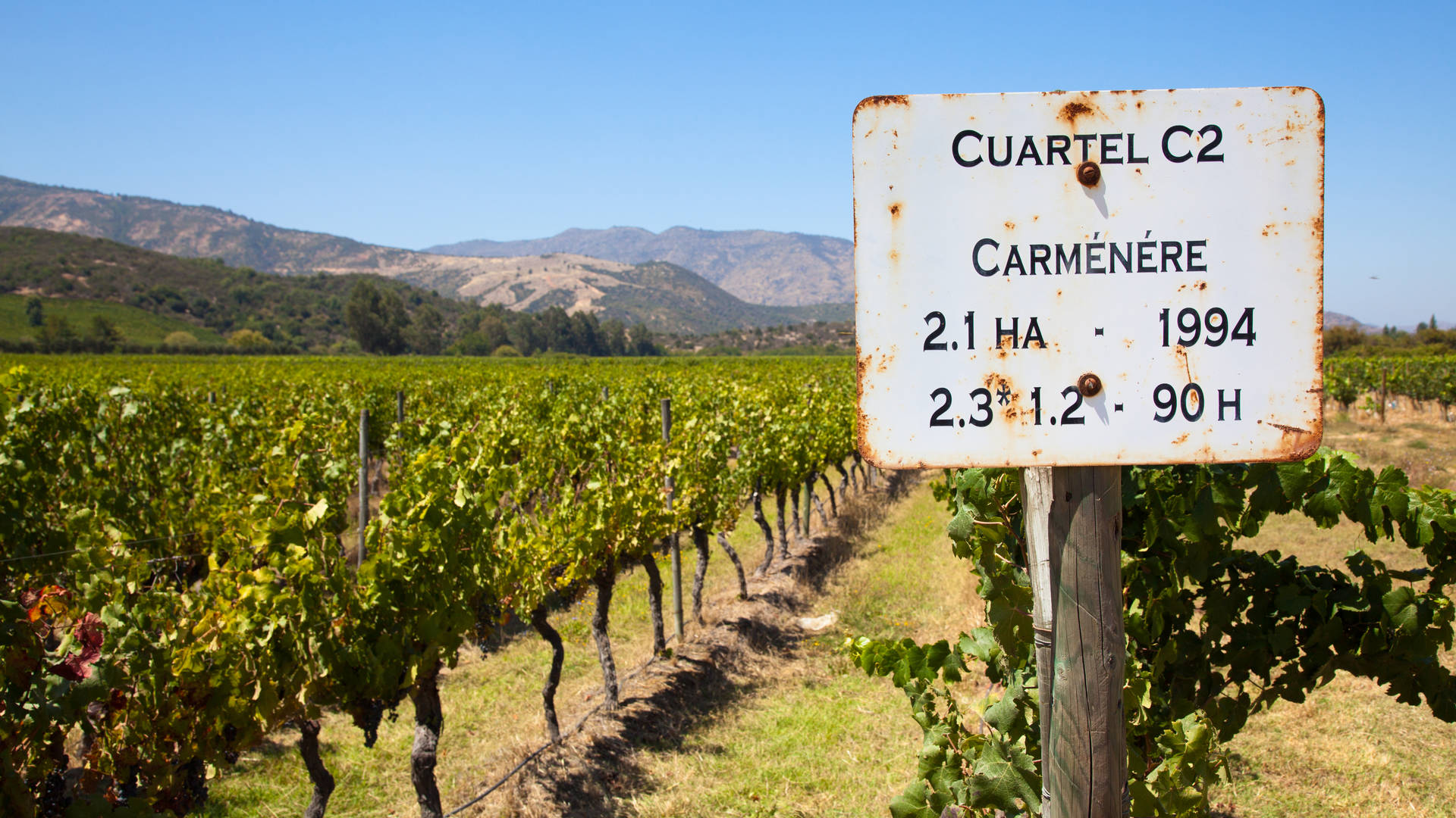 Wijngaard, Colchagua Valley