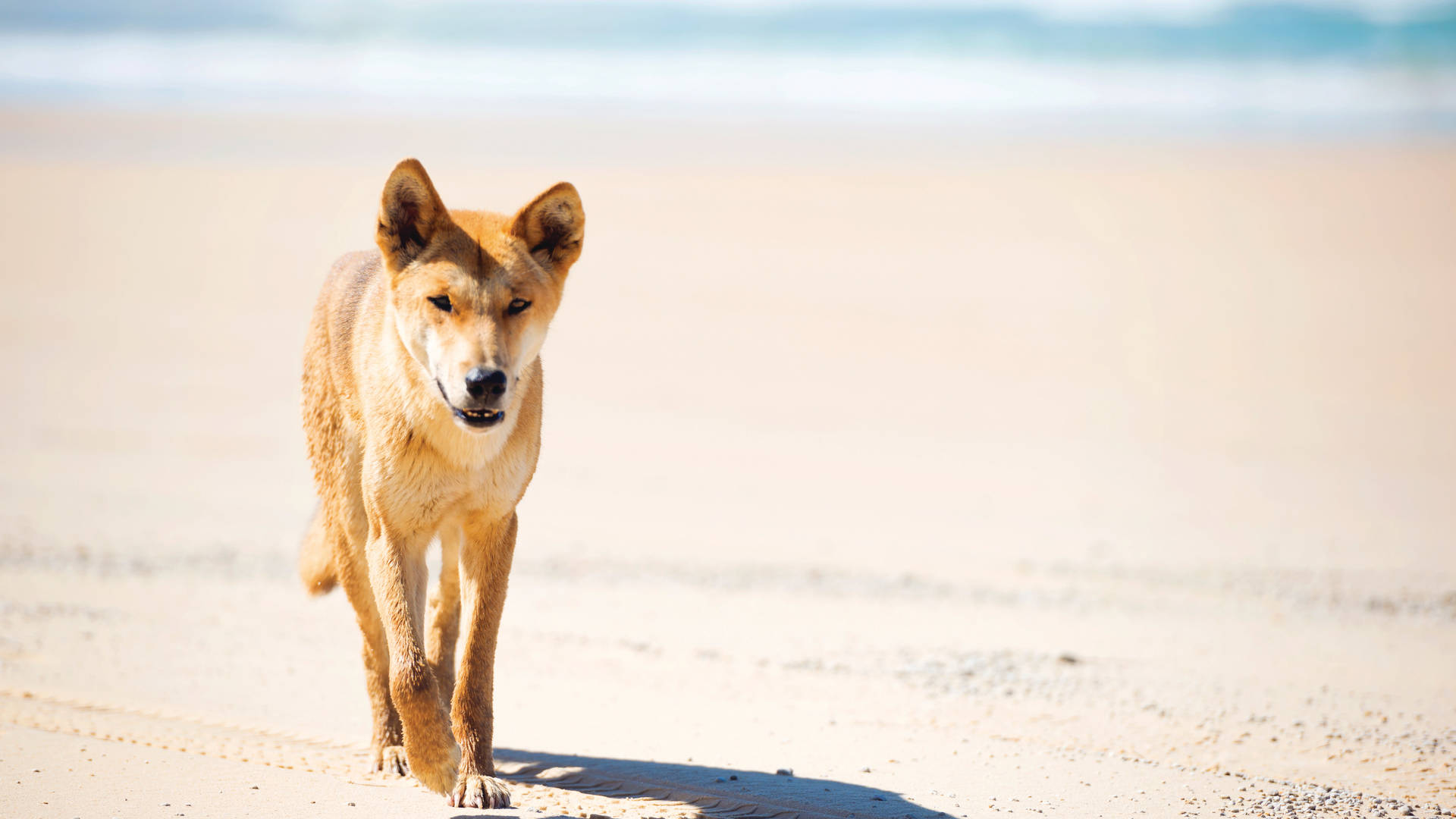 Dingo op Fraser Island, Queensland