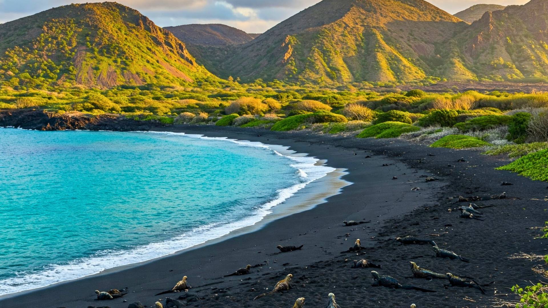 Leguanen op typisch zwart zandstrand op de Galapagoseilanden met groene bergen op de achtergrond