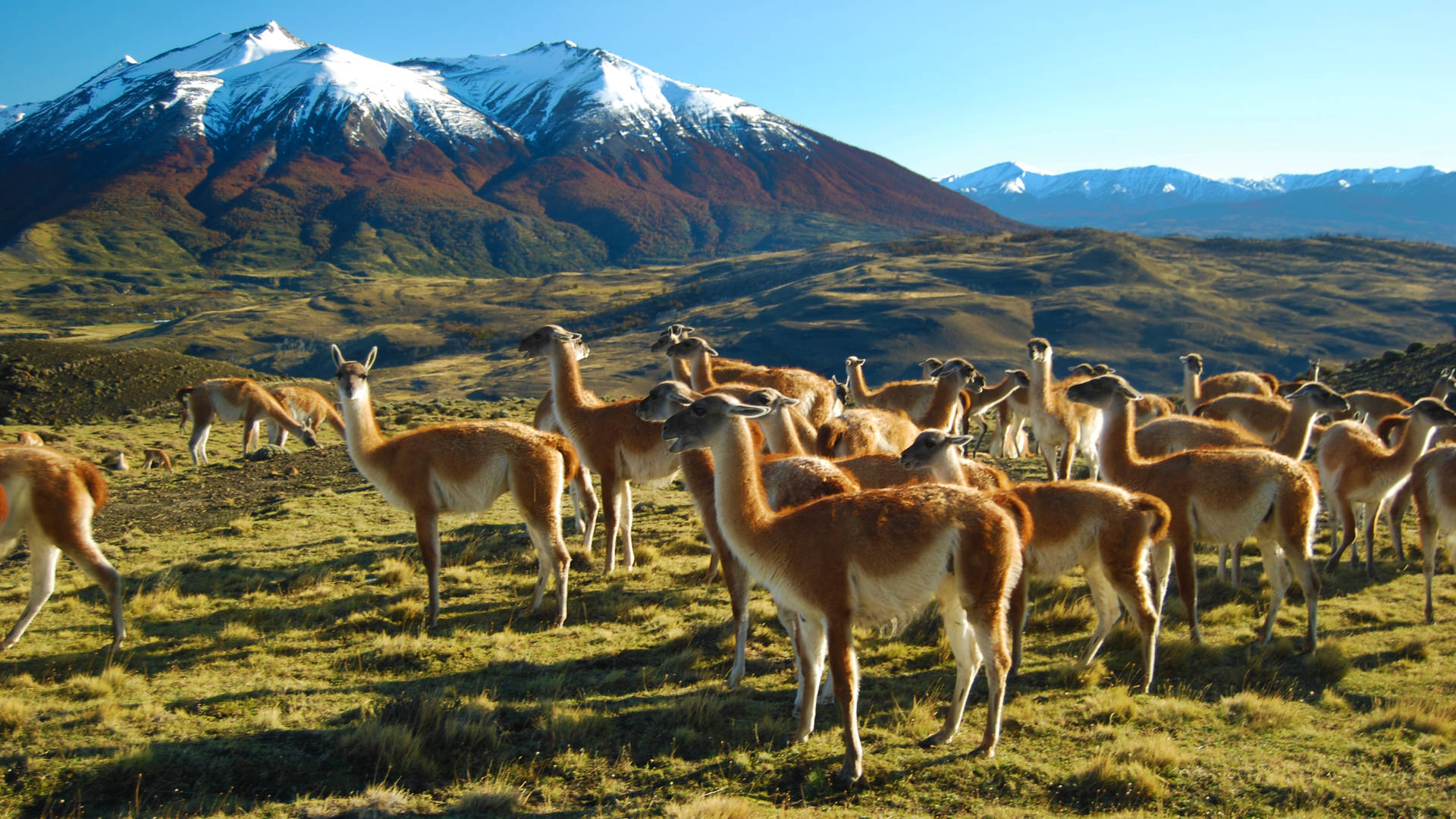 Guanaco's in Torres del Paine