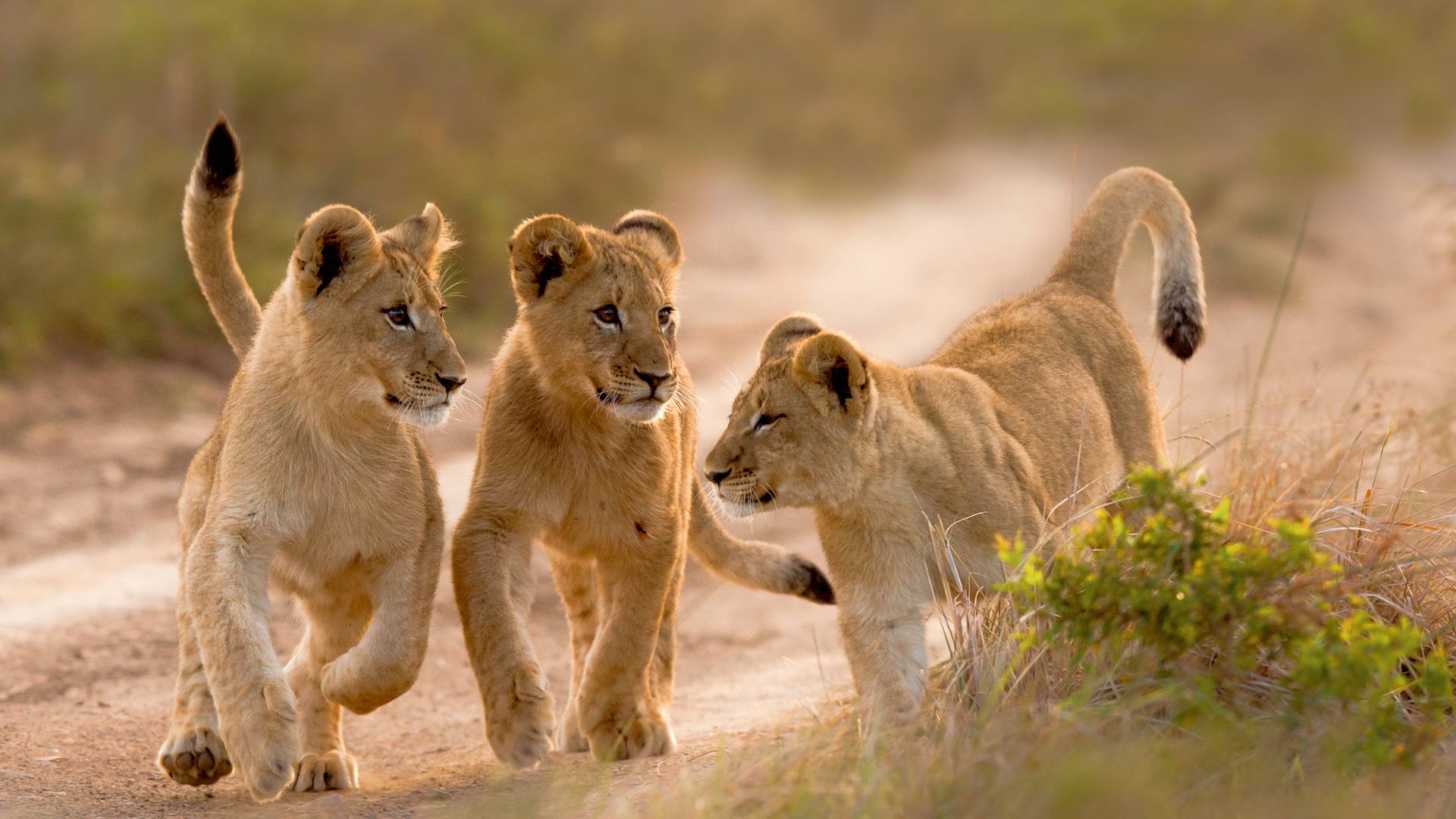 Leeuwtjes in het Kariega Game Reserve