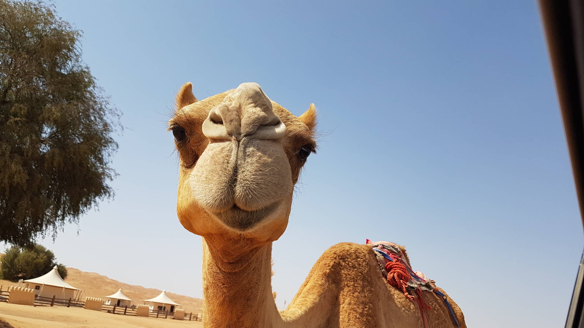 Kameel in Wahiba Sands