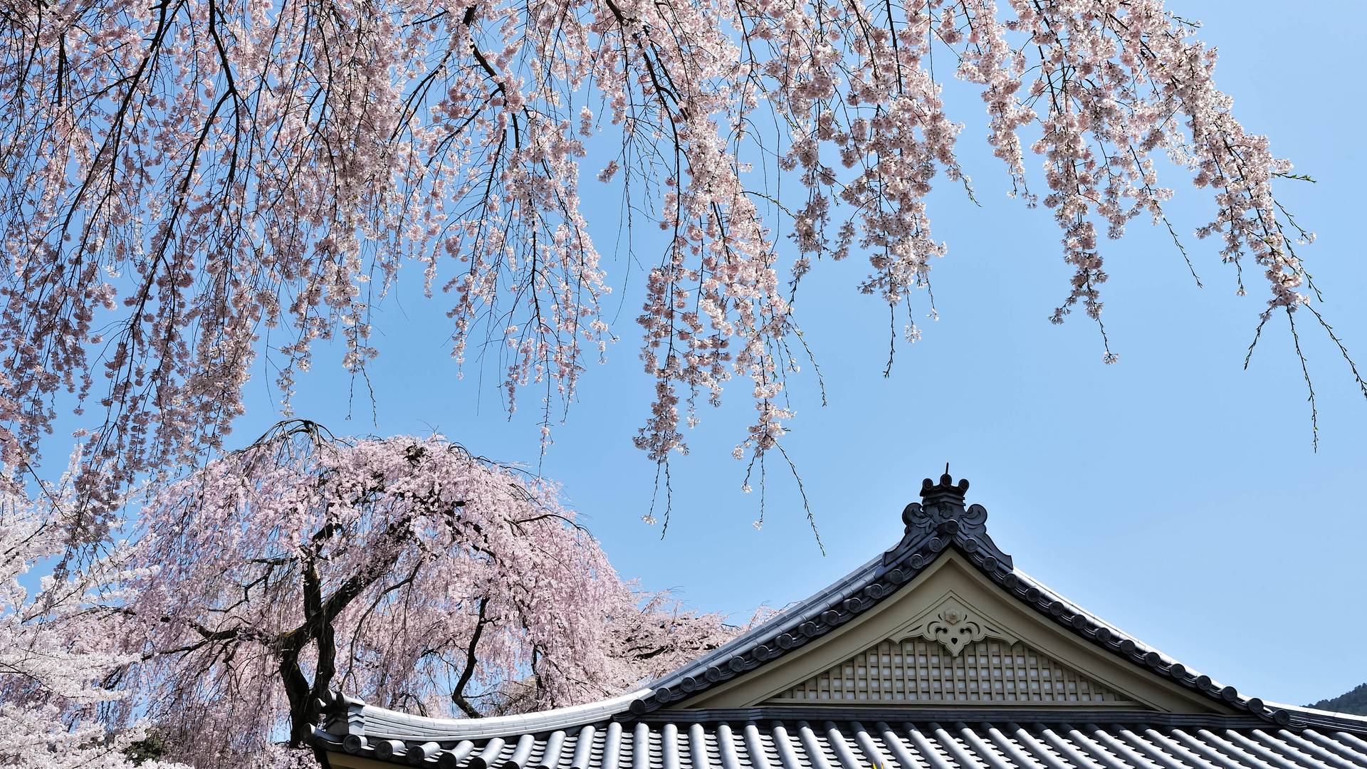 Kersenbloesem in Japan