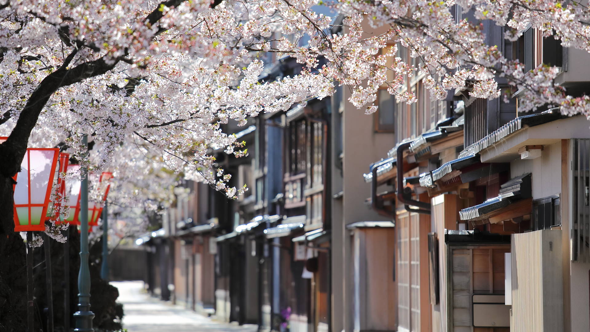 Kersenbloesem in Kanazawa