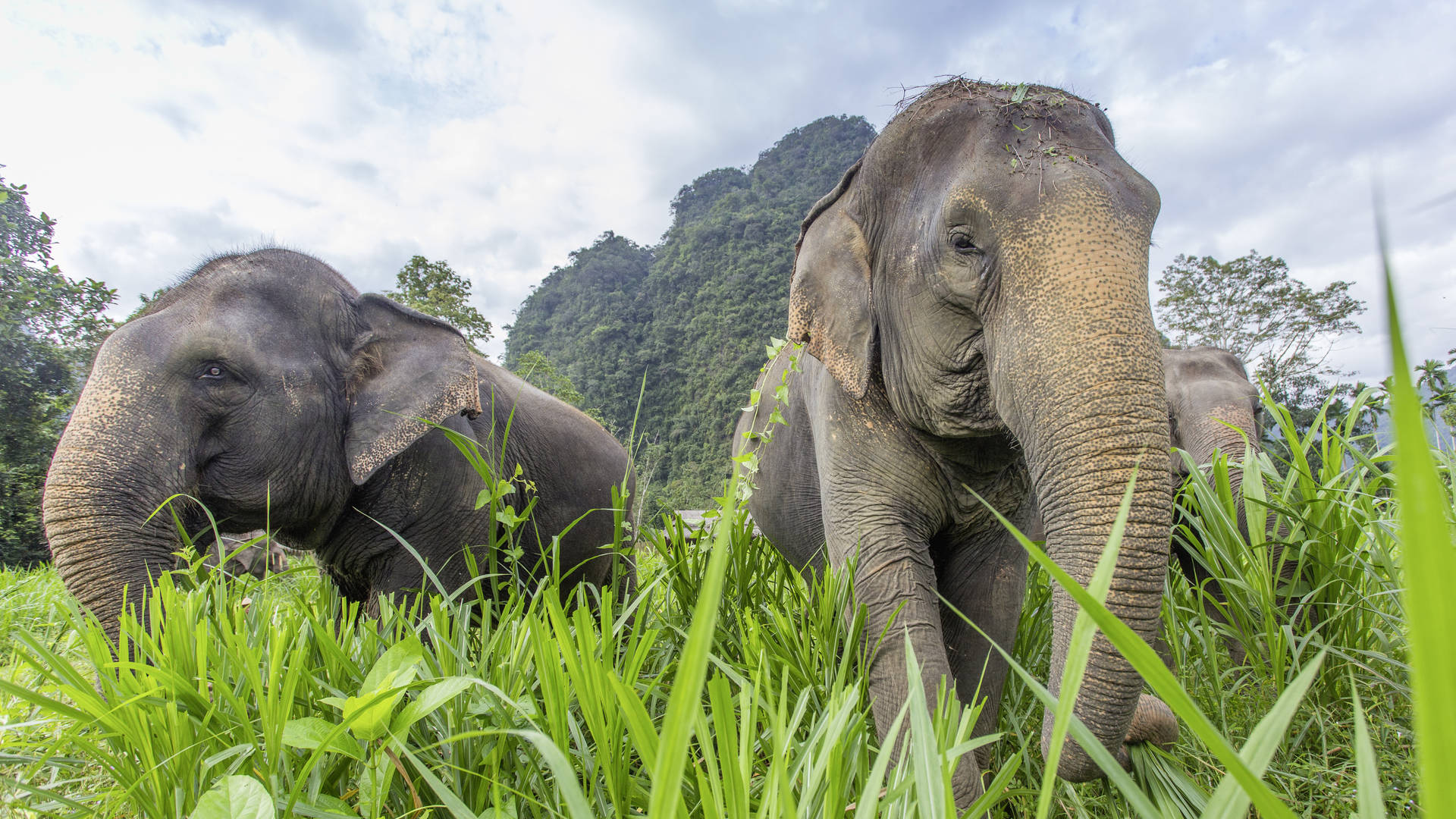 Elephant Hills, Khao Sok National Park