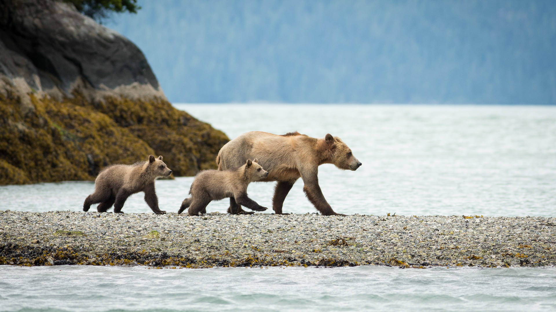 Beren bij Knight Inlet Lodge in West-Canada