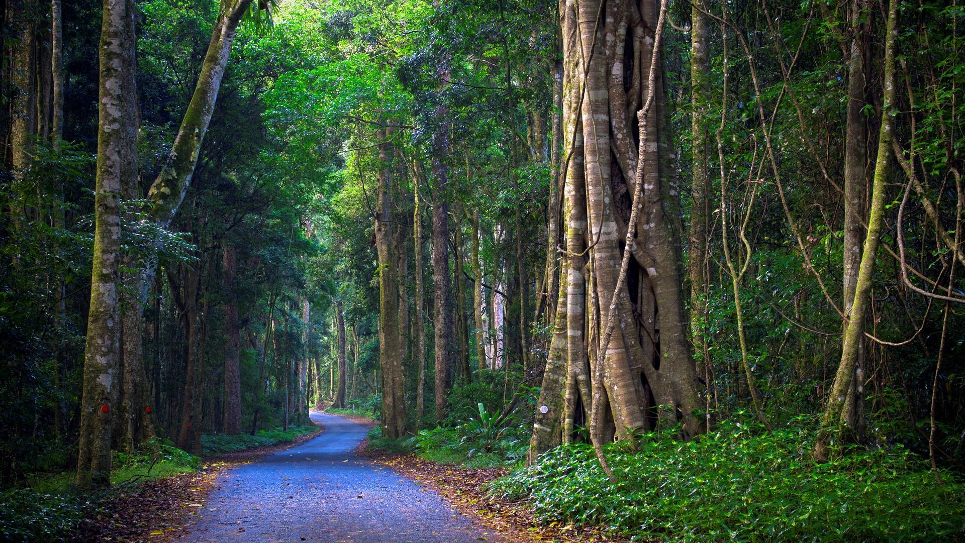 Lamington National Park, Queensland