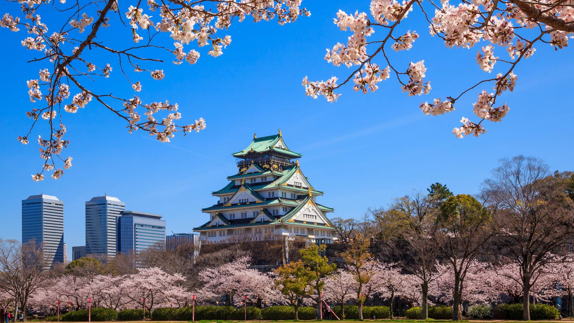 Osaka Castle met kersenbloesem