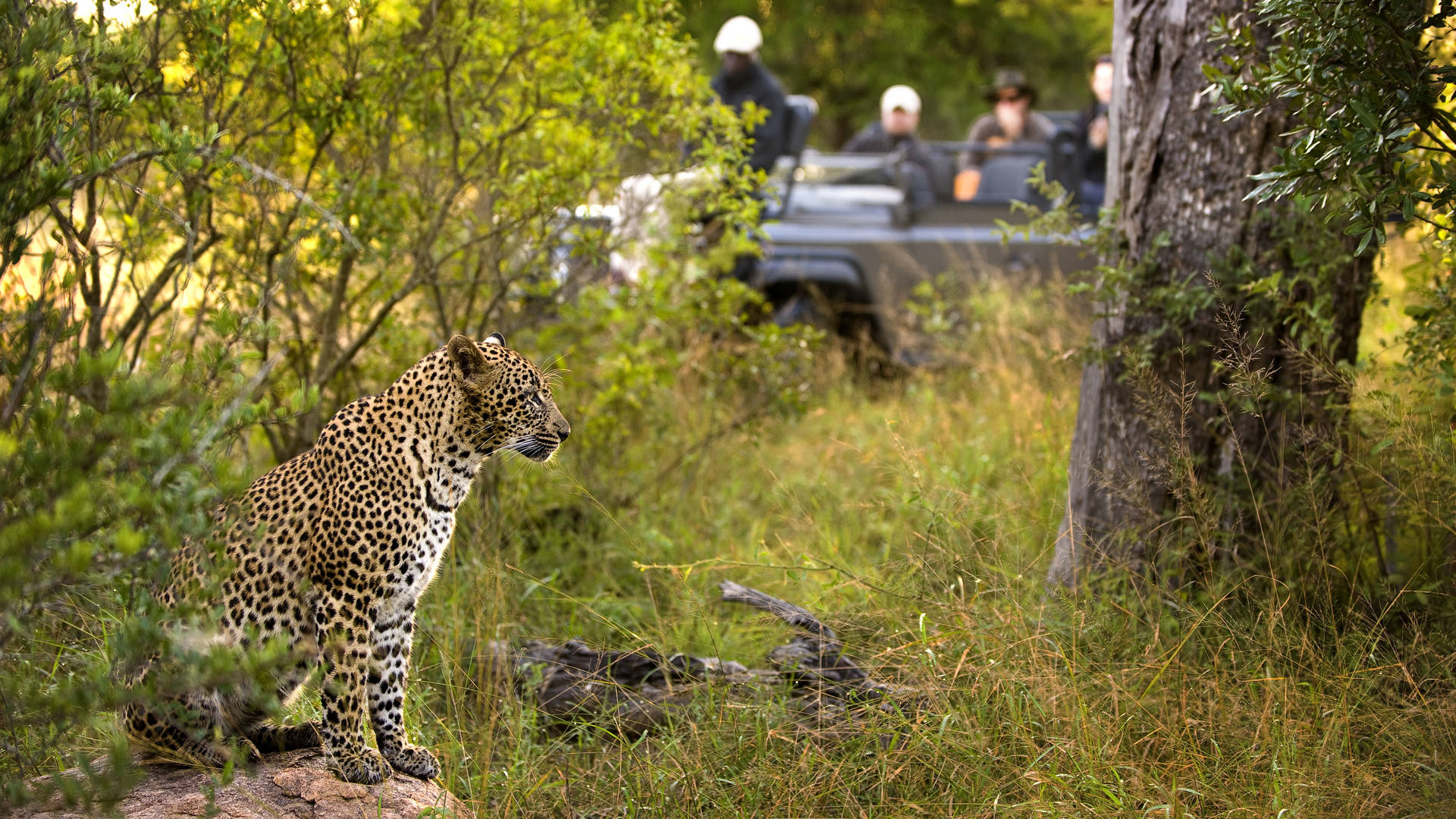 Game Drive in het Lion Sands Game Reserve