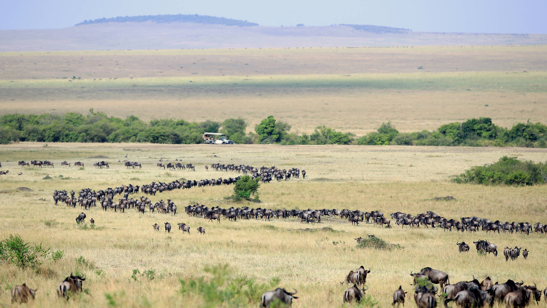 De grote trek in Tanzania