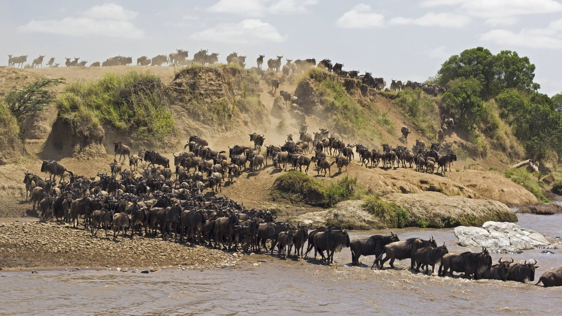 Migratie van gnoes in Masai Mara