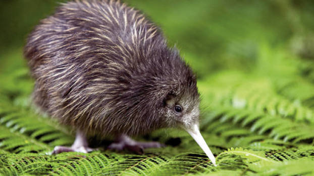 Kiwi in Nieuw-Zeeland