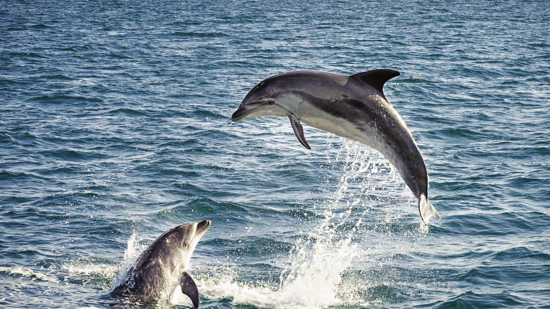 Dolfijnen in Bay of Islands