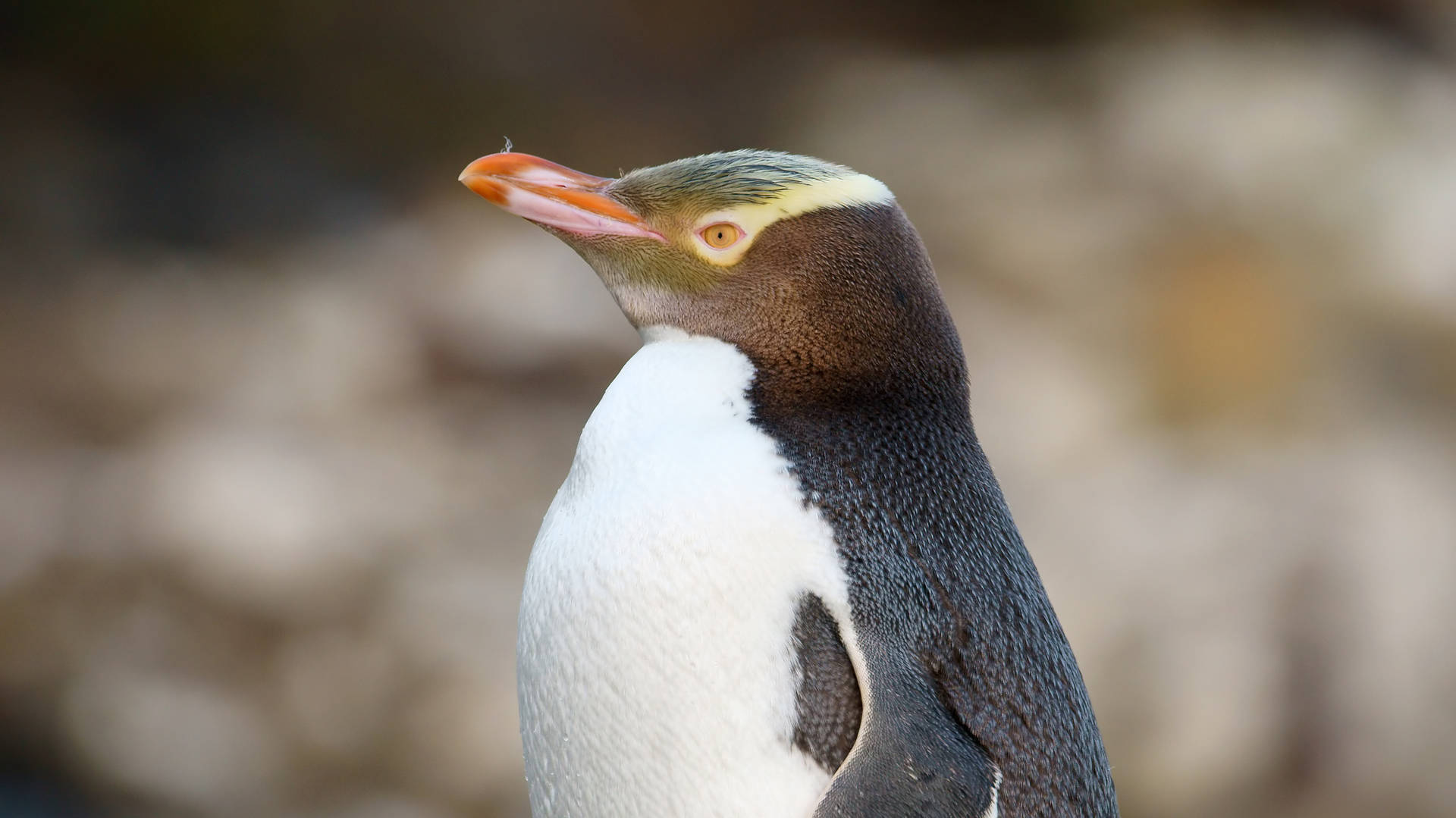 Geeloogpinguïn op Otago Peninsula