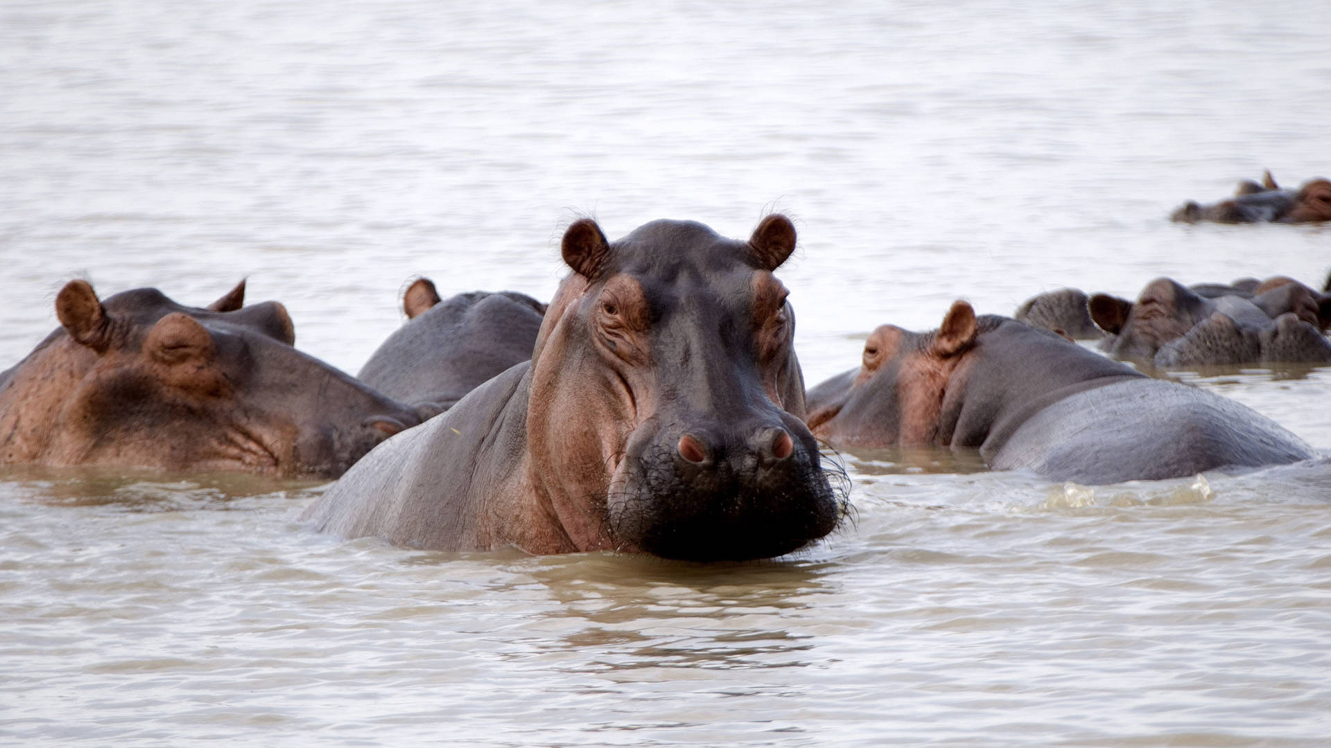 Nijlpaarden in Selous National Park