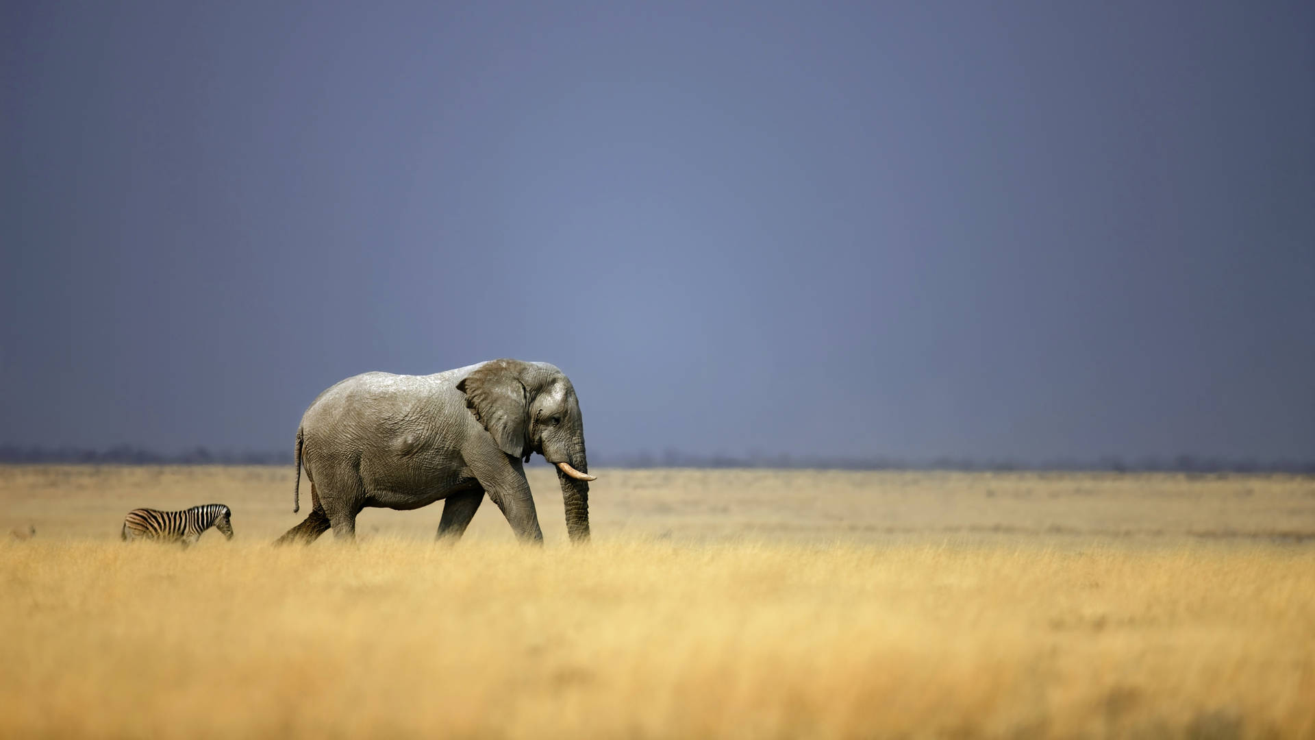 Olifant en zebra in Namibië