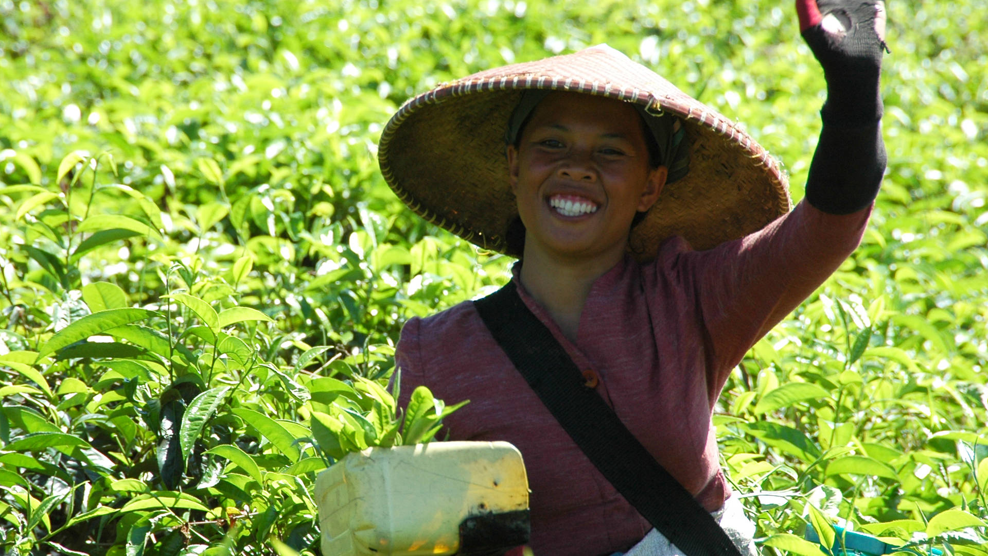 Theeplukster op Java