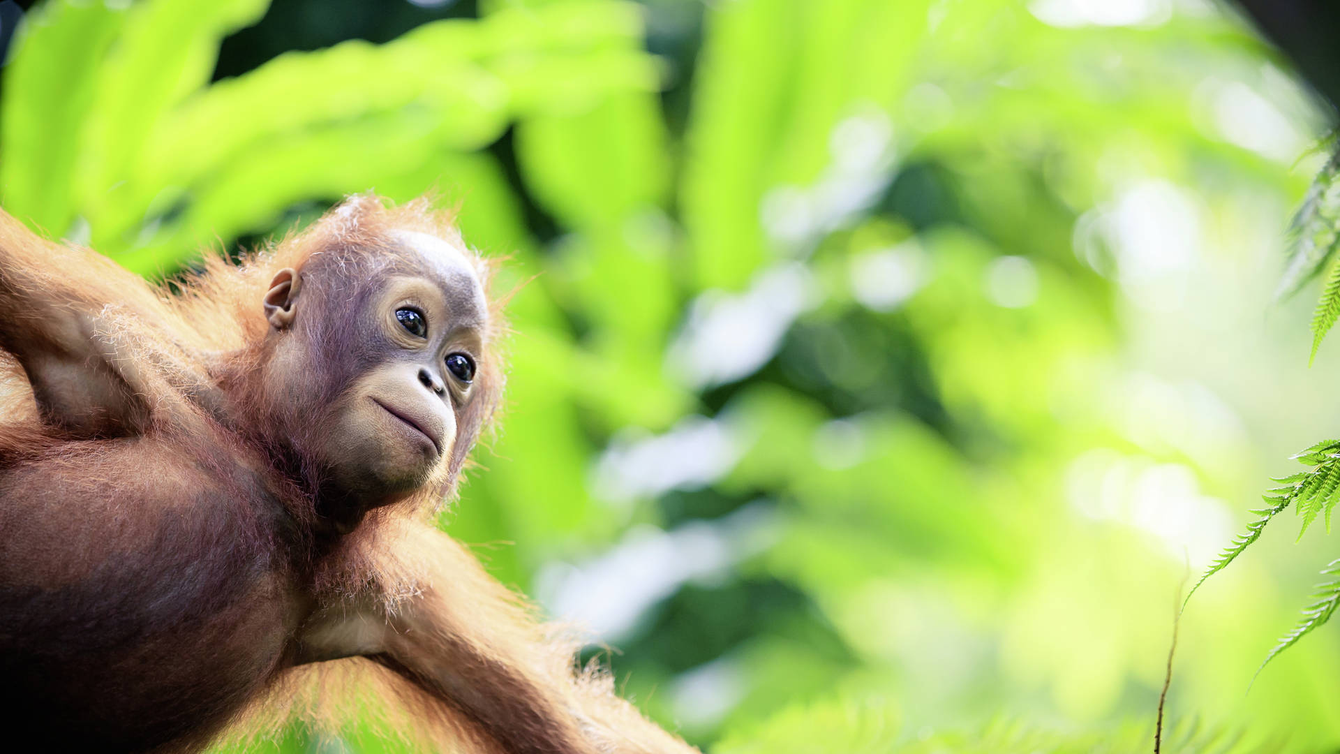 Orang-oetan, Borneo