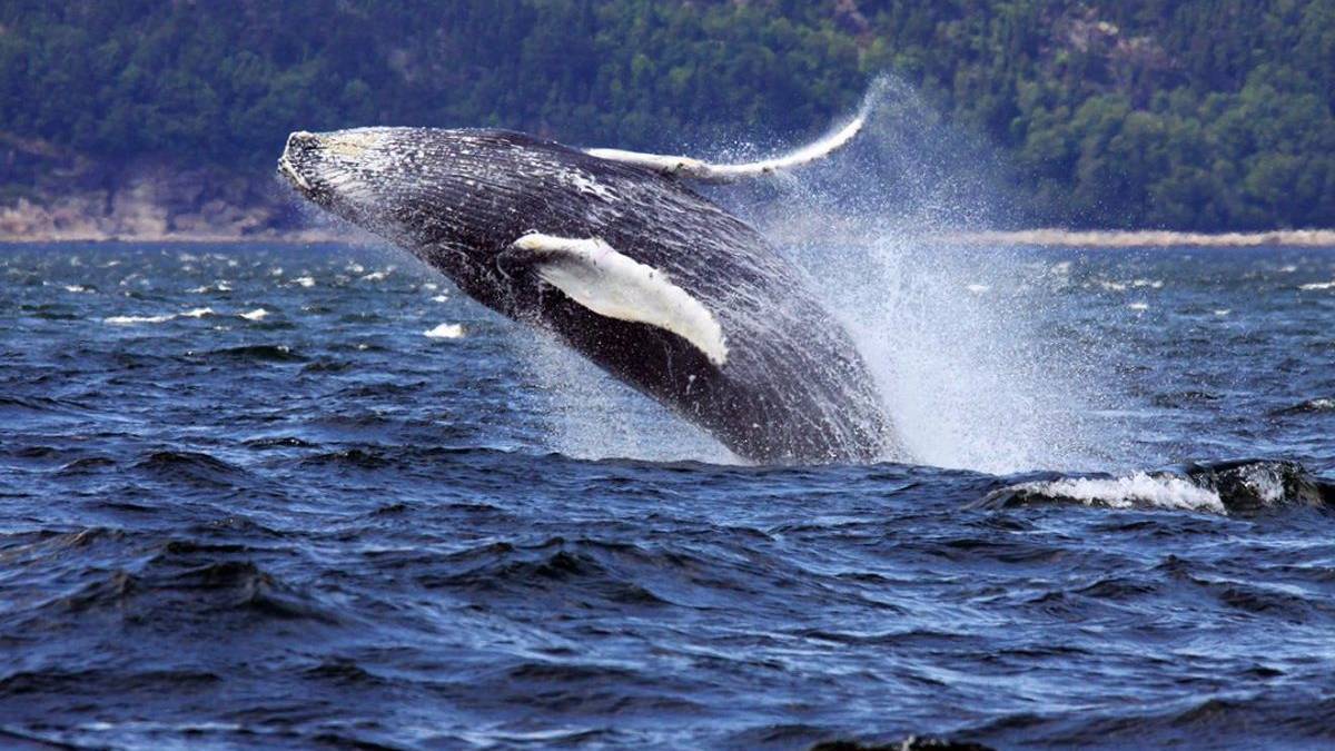 Walvis bij Tadoussac