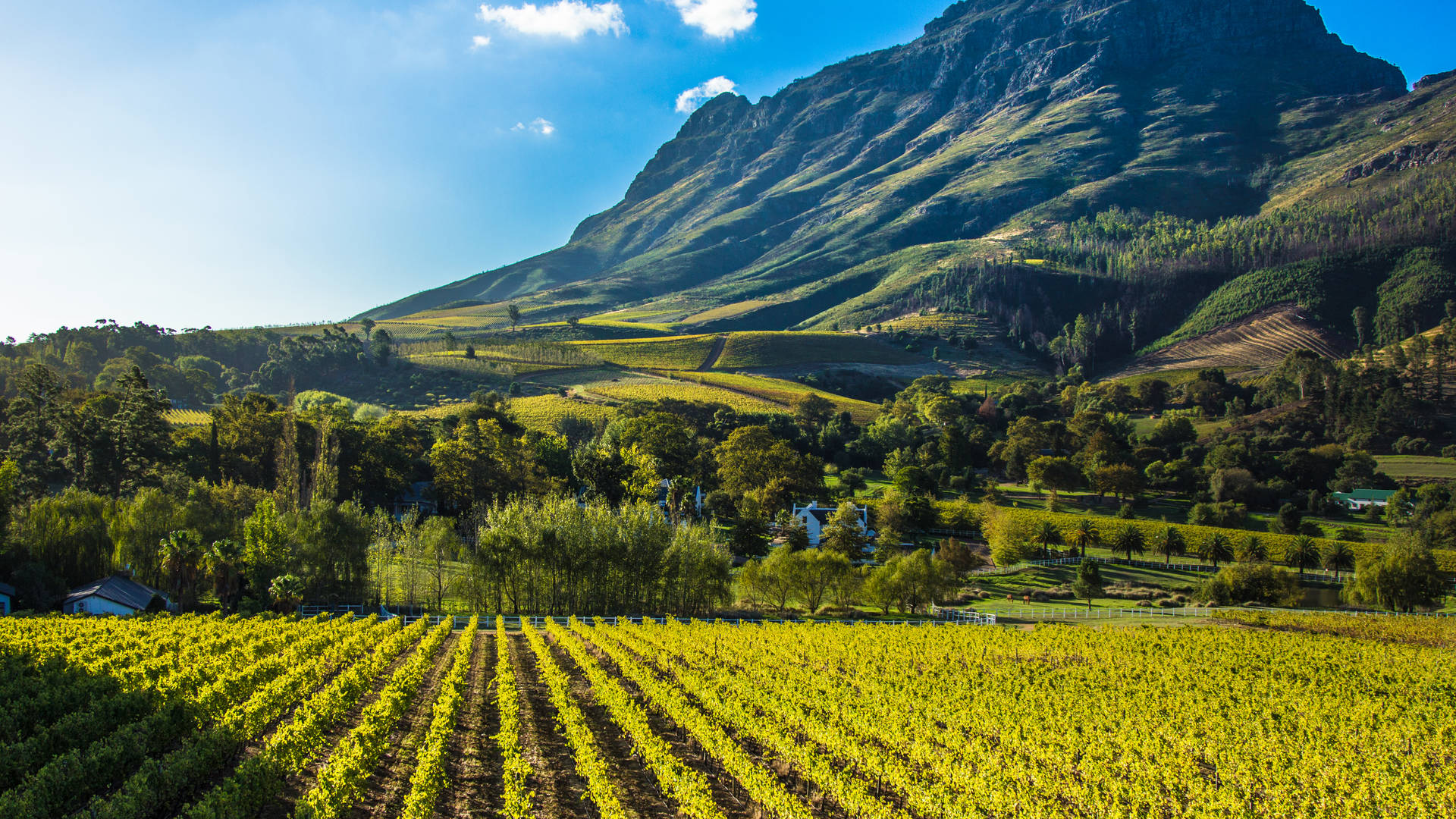 Wijngaarden in Stellenbosch