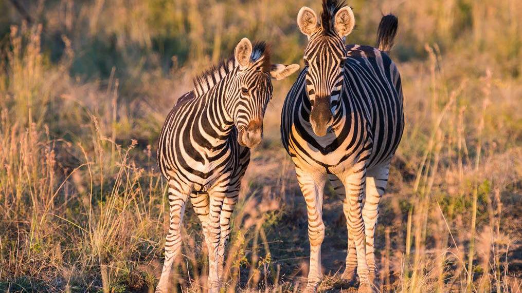 Zebra's in het Madikwe Game Reserve