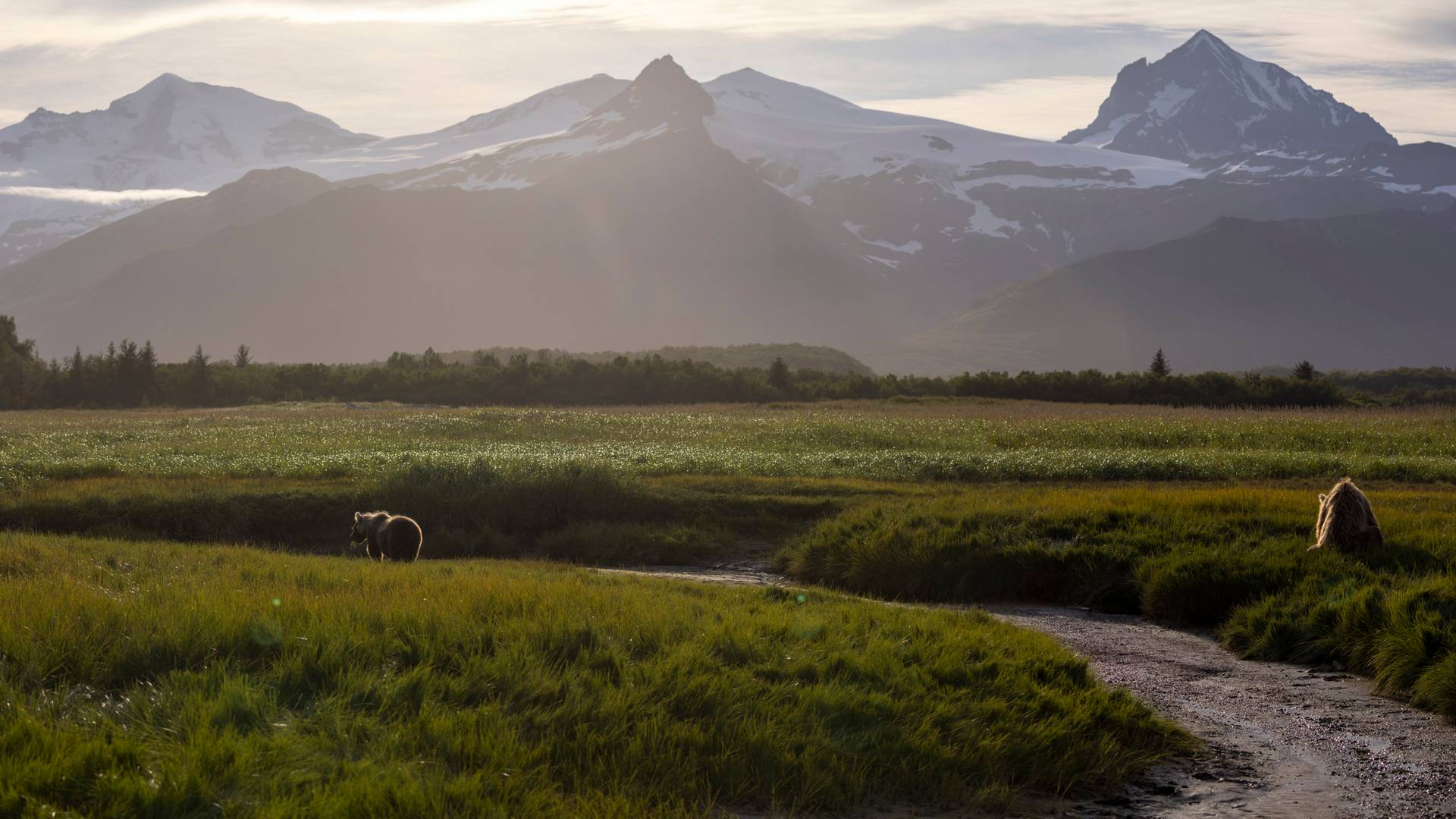 Beren in landschap van Katmai National Park